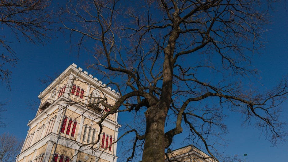 Free stock photo of aligned trees, beautiful nature, belarus