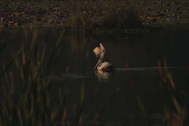 A tranquil scene of pelicans swimming at sunrise in Harohalli Lake, capturing natural beauty.