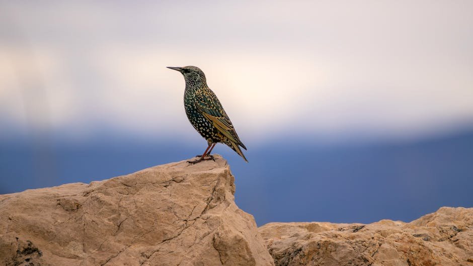 A European starling perched on a rock against a soft gradient sky, showcasing its vibrant plumage.