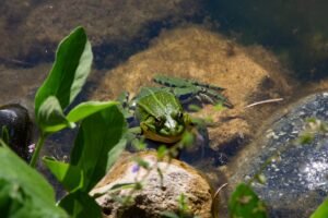 Free stock photo of frog, natural pond