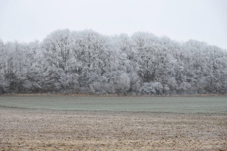 Scenic winter landscape of frost-covered trees in a serene forest setting.