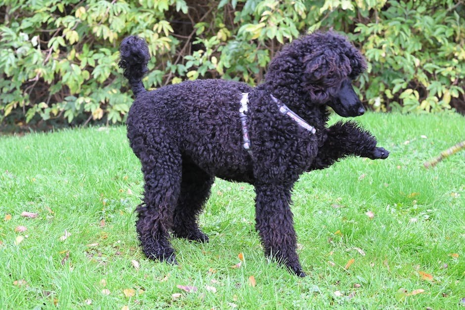 A majestic black poodle standing on lush green grass, showcasing its curly fur and alert pose.