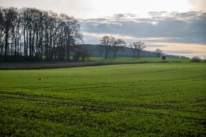 Serene landscape of a lush green field bordered by a thick forest under a cloudy sky.