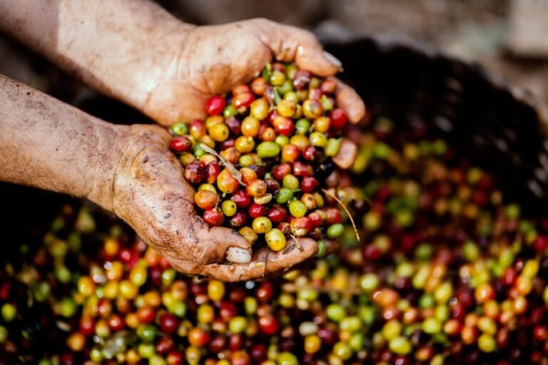 Close-up of hands holding freshly harvested coffee cherries in Mexico. Vibrant colors symbolize a fruitful harvest.