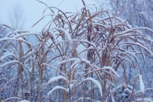 Snow-covered grasses in a serene winter setting with falling snowflakes.