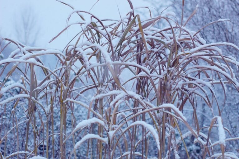 Snow-covered grasses in a serene winter setting with falling snowflakes.